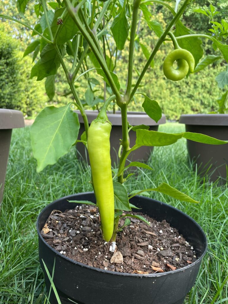 When should I pick these for optimum heat