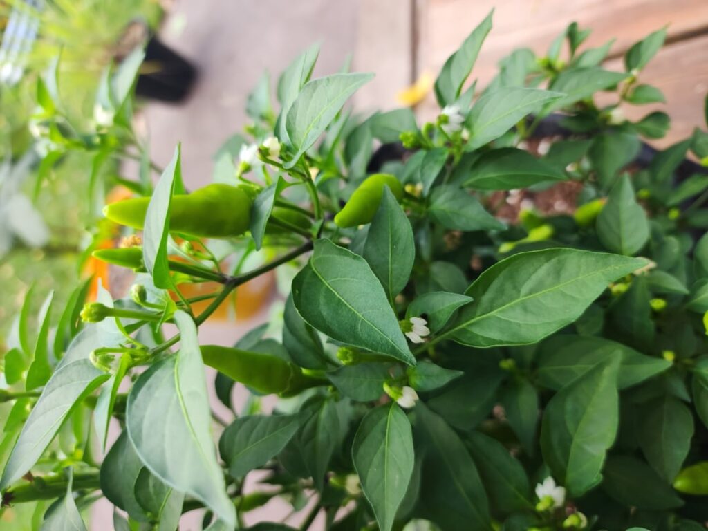 Any ideas? Google says birdseye but I'm not convinced.