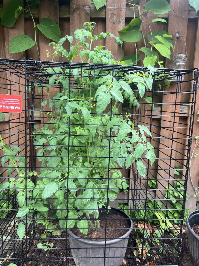 Caged Tomatoes: Update Caged Tomatoes: Update