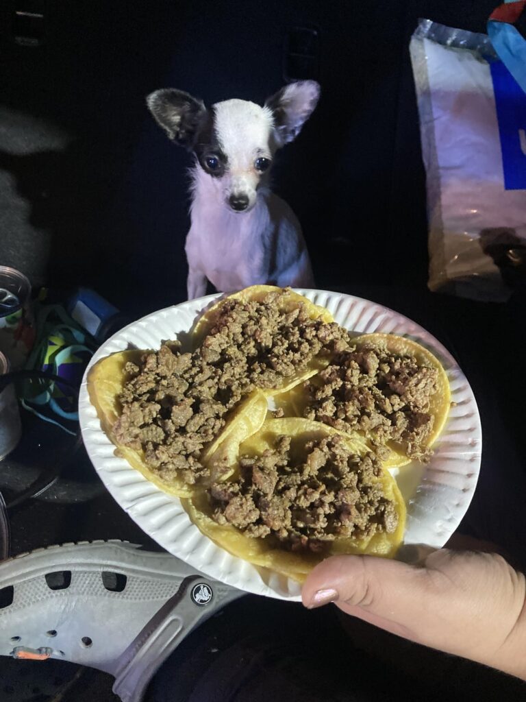 Anyone else order tacos for their dogs?