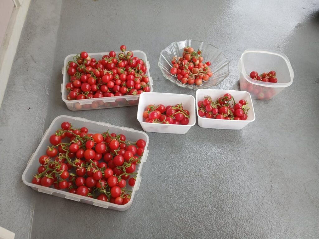 I was pretty happy with my very first harvest but they taste horrible.