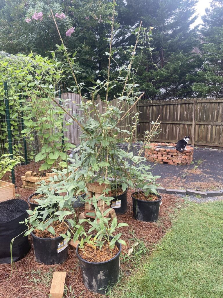 I eat so many long beans.  The neighbors no longer want them because they’re still working through last week’s harvest.  They are still producing furiously.  I am afraid.