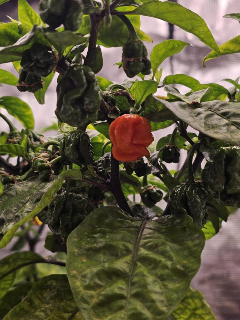 First one to change colour in the tent.🔥