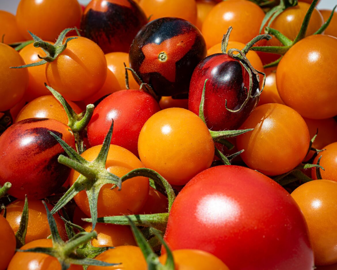 My neighbor gifted me some tomatoes