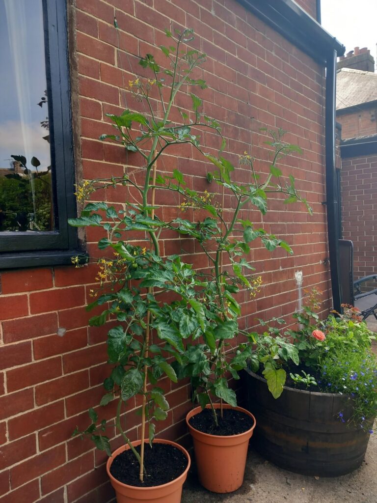 99p Wilko cherry tomatoes from seed, Durham (Northern England)