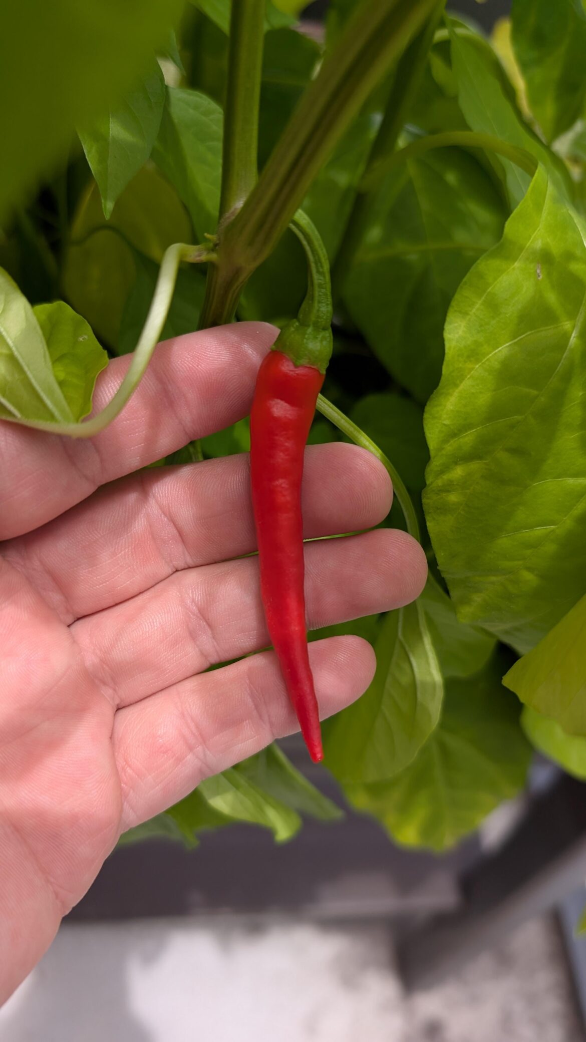 Is this ready to be picked?