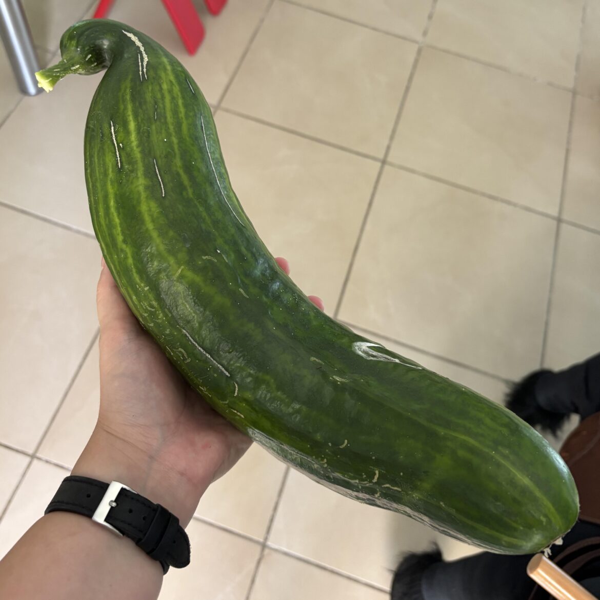 Reminder to check under the cucumber leaves