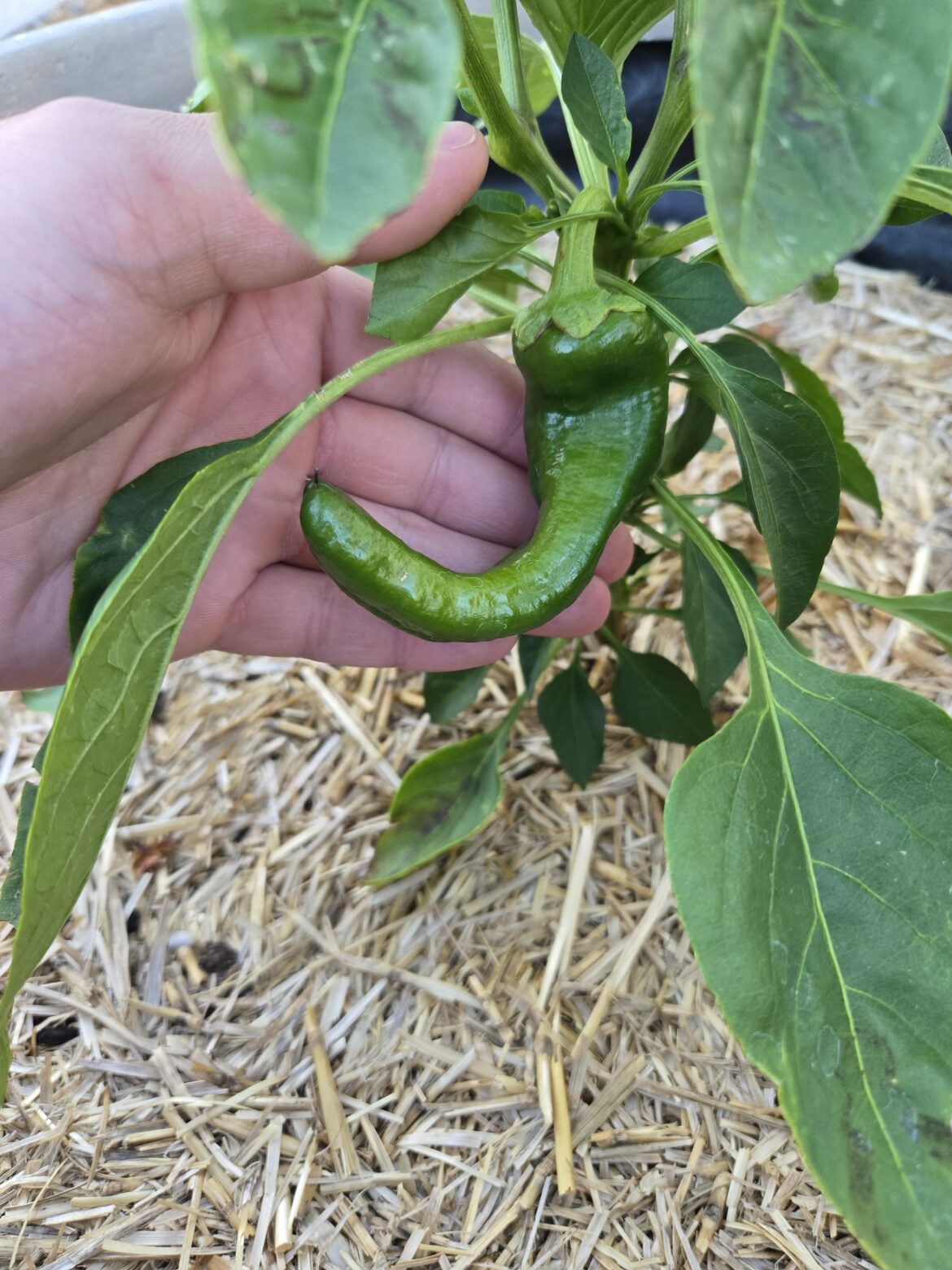 Is my anaheim ready to pick?