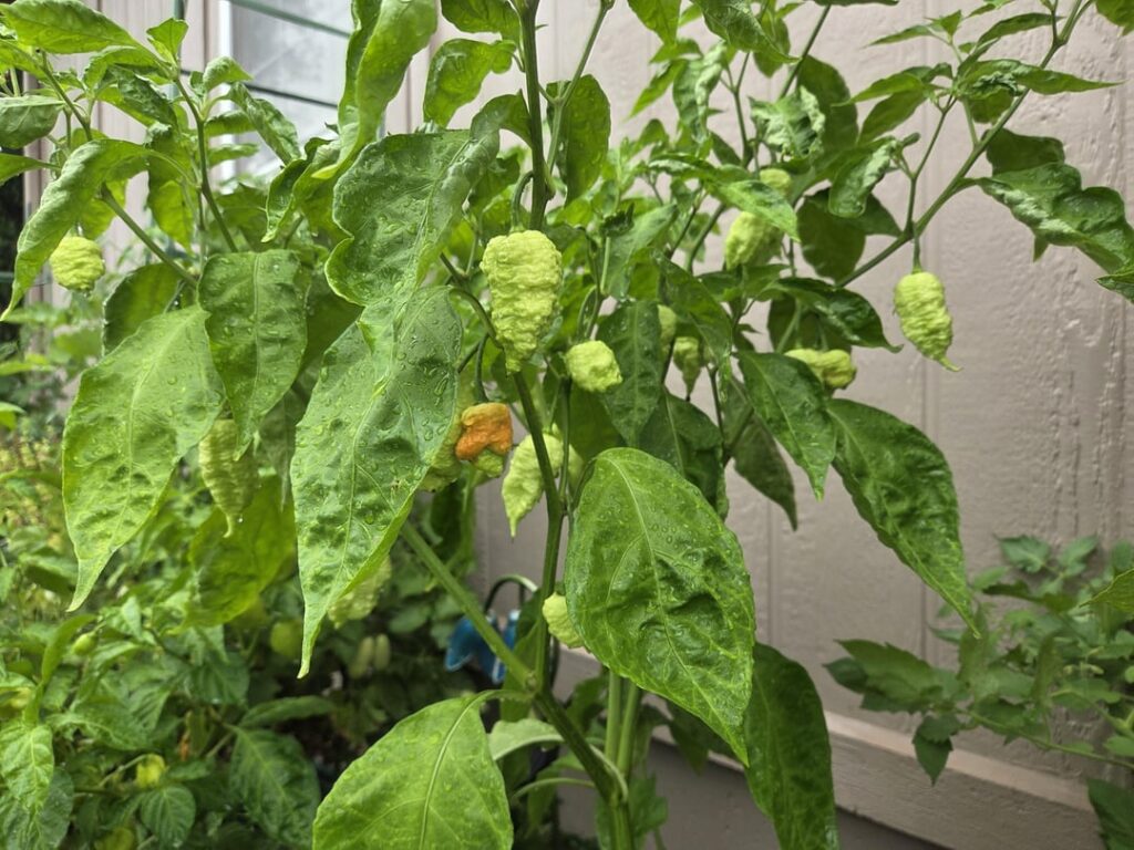 Its finally happening