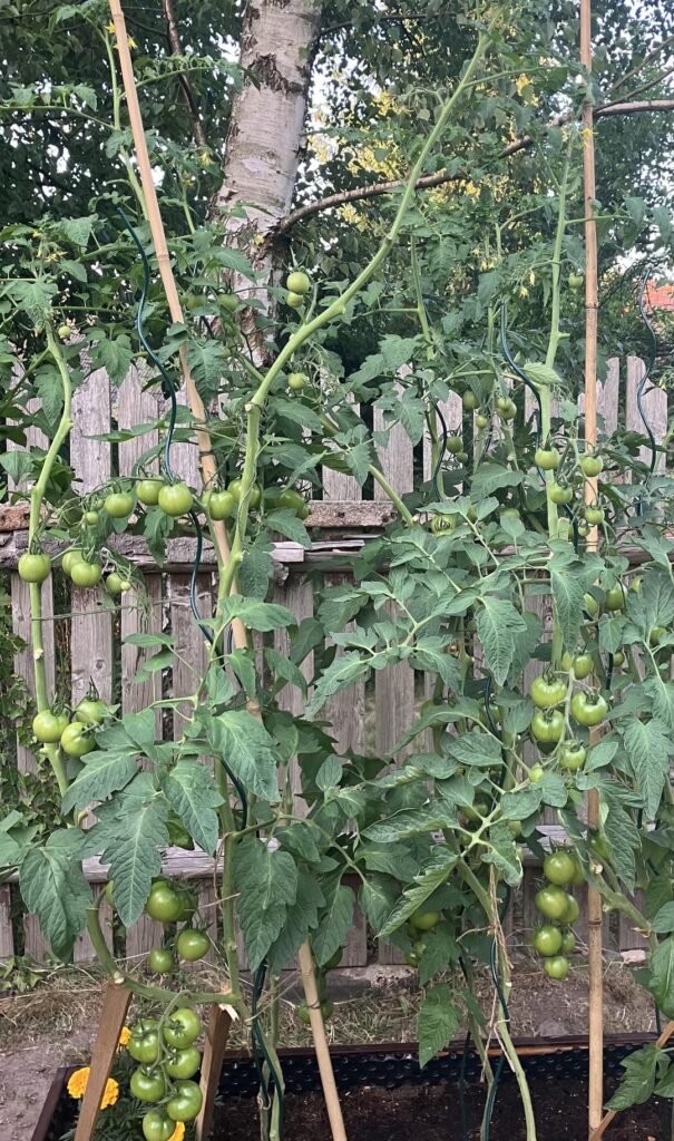 7+ feet and still growing!? Do they ever stop?