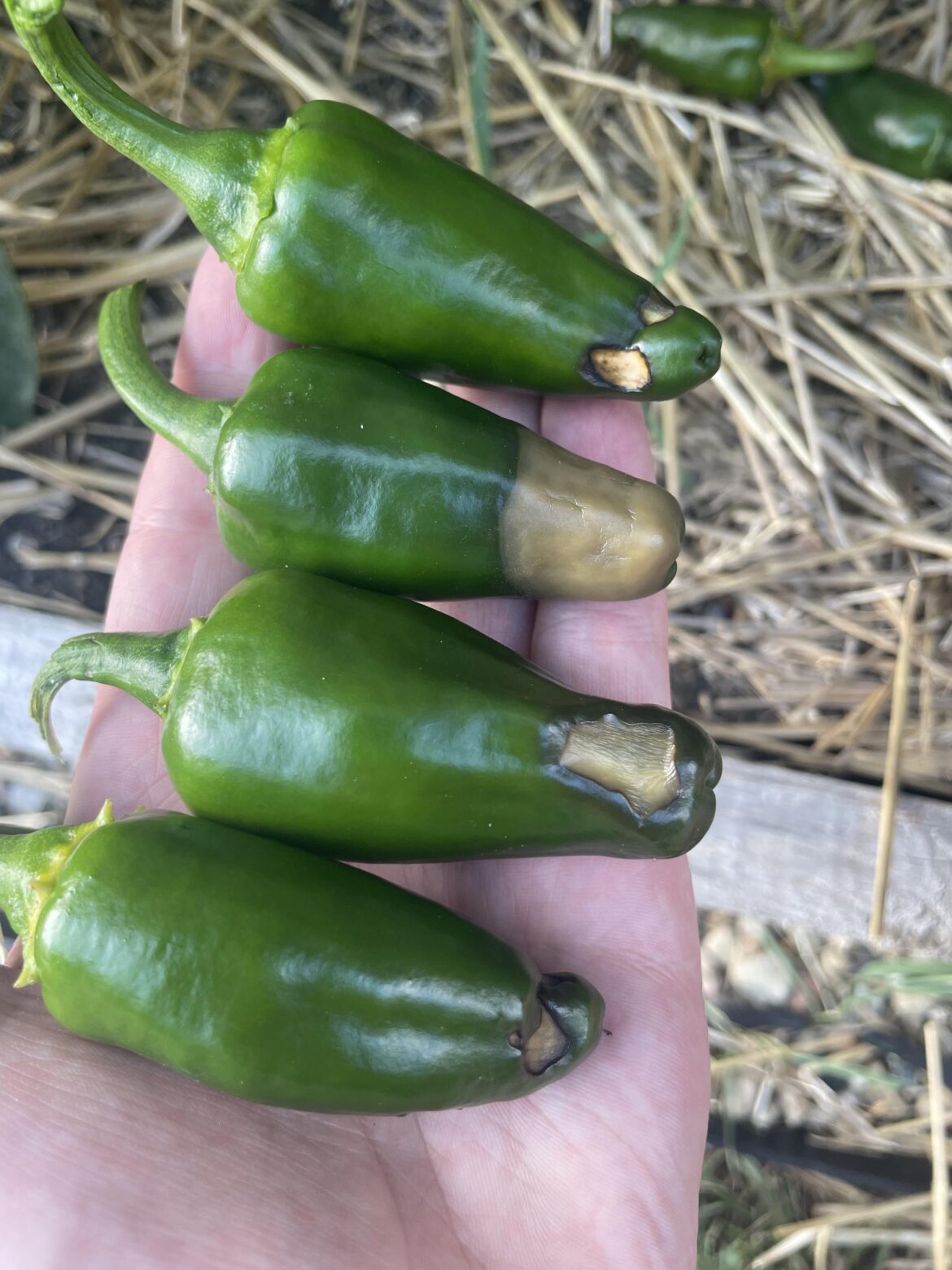 What’s happening to my jalapeños?