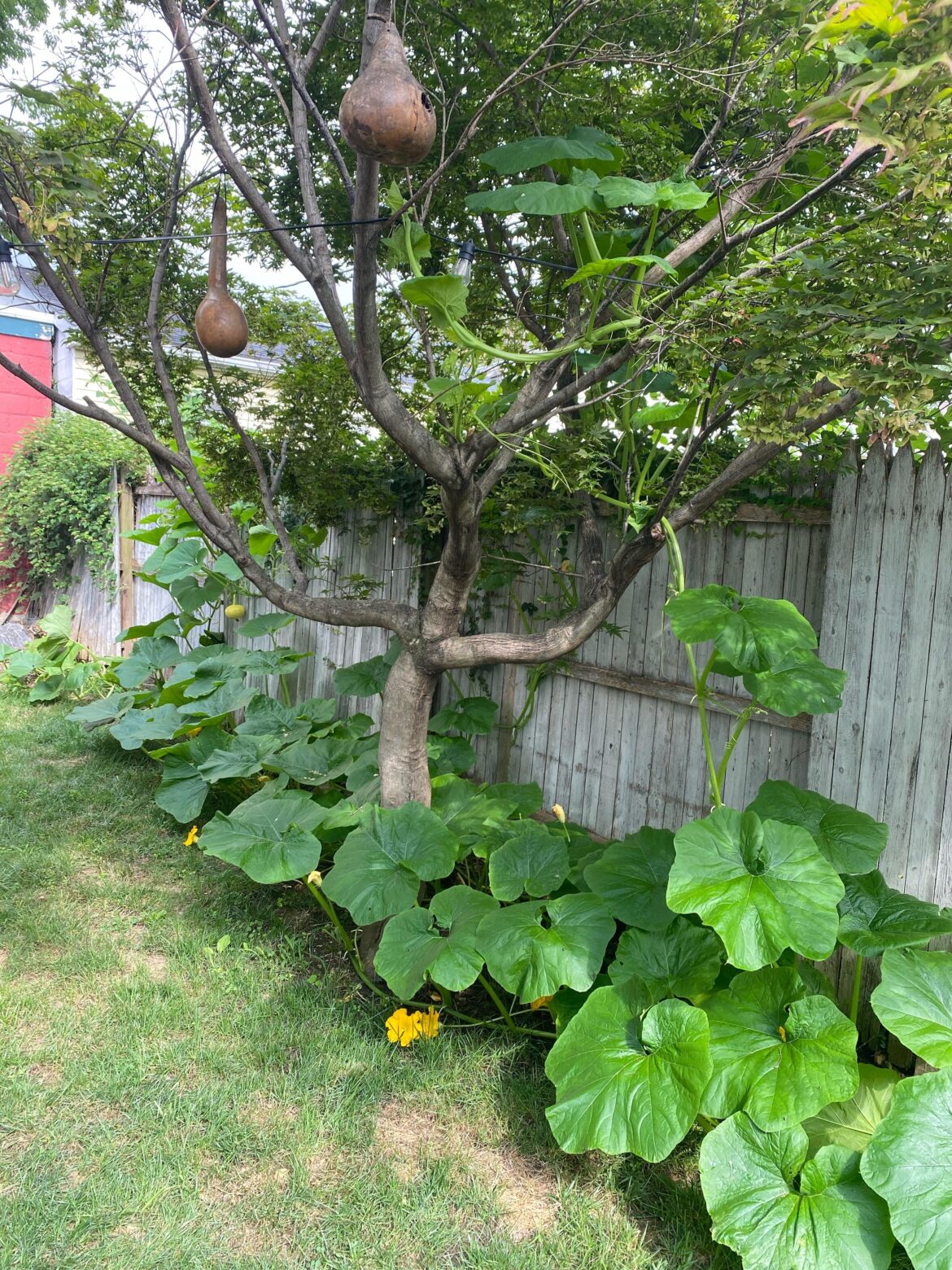 The pumpkins are officially airborne The pumpkins are officially airborne