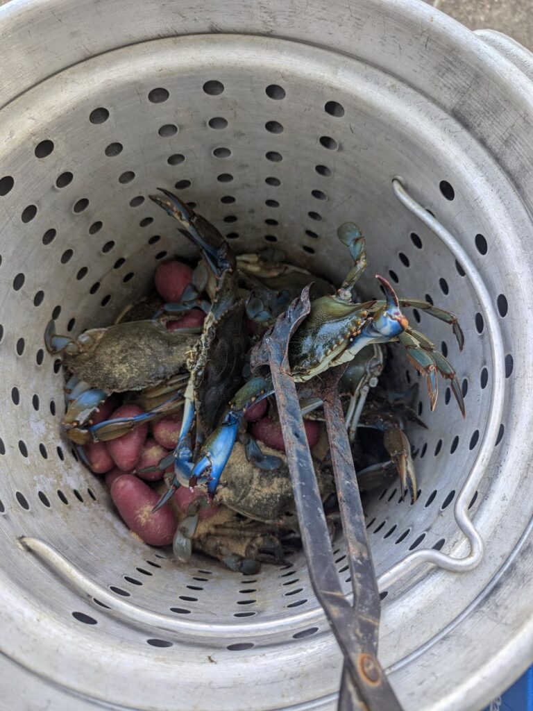 Blue Crab - Beach Haven West NJ