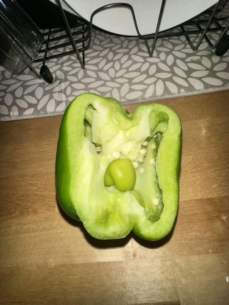 Why is my Bell pregnant?