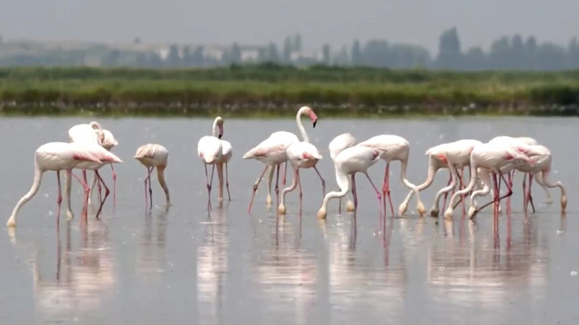 Flamingos are stirring up trouble and ravaging rice for risotto in Italy's northeast