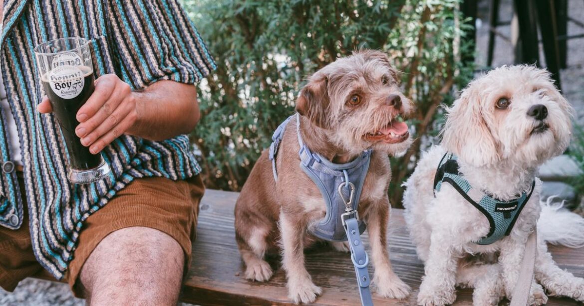 Easy recipes to make at home for your dog