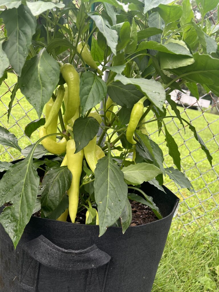 First Time Growing Anything