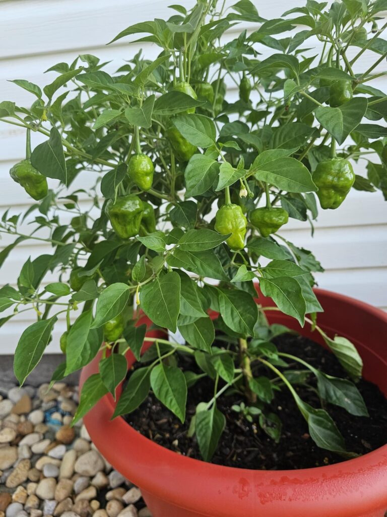 Storms helped grow them Storms helped grow them