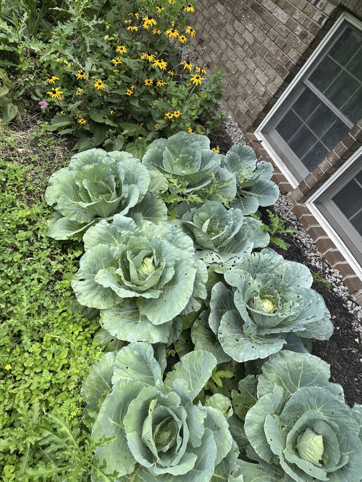 Cabbages are pretty
