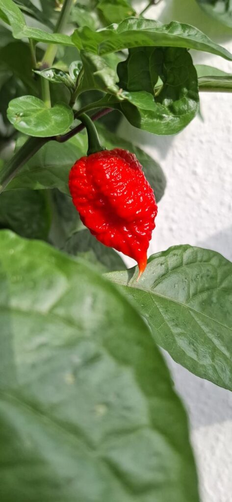 My Carolina Reaper (at least that's what the seed seller claimed), 6 years old plant.