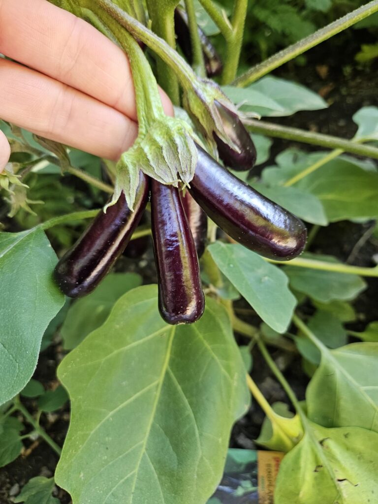 After a Sunday off we're back with another update on the eggplant triplets