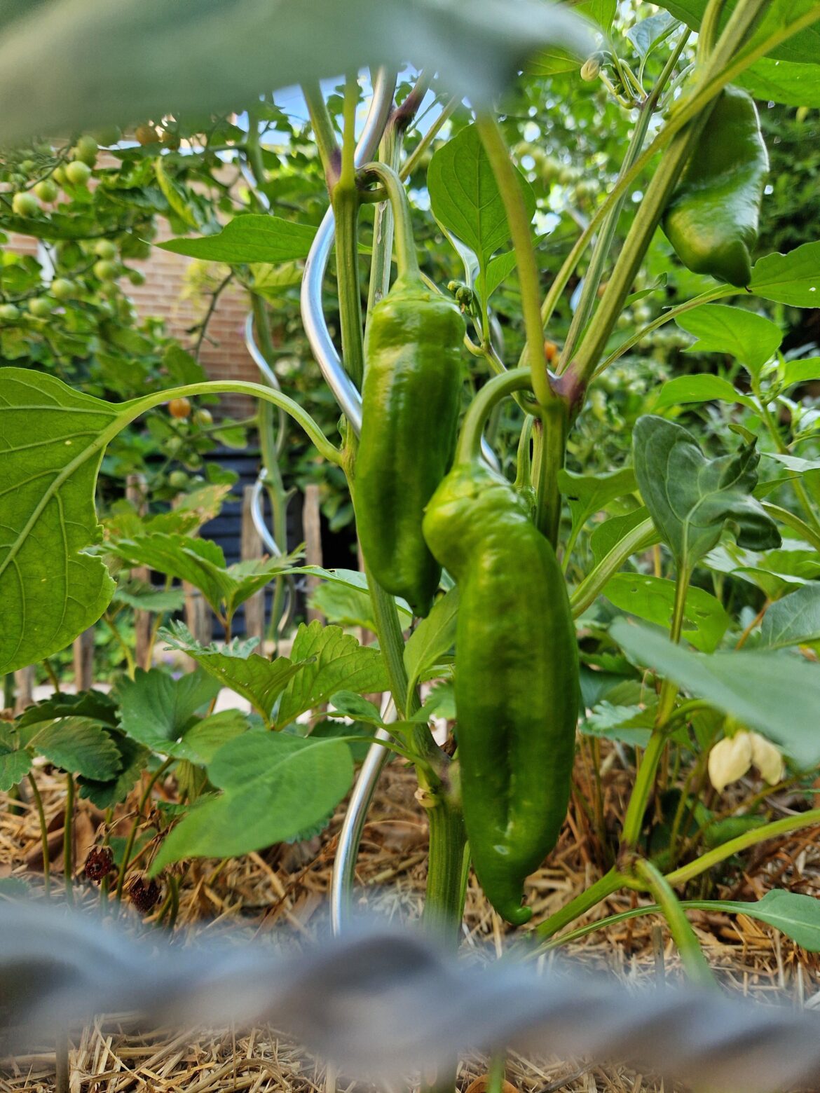 Jalapenos ain't jalapeno-ing