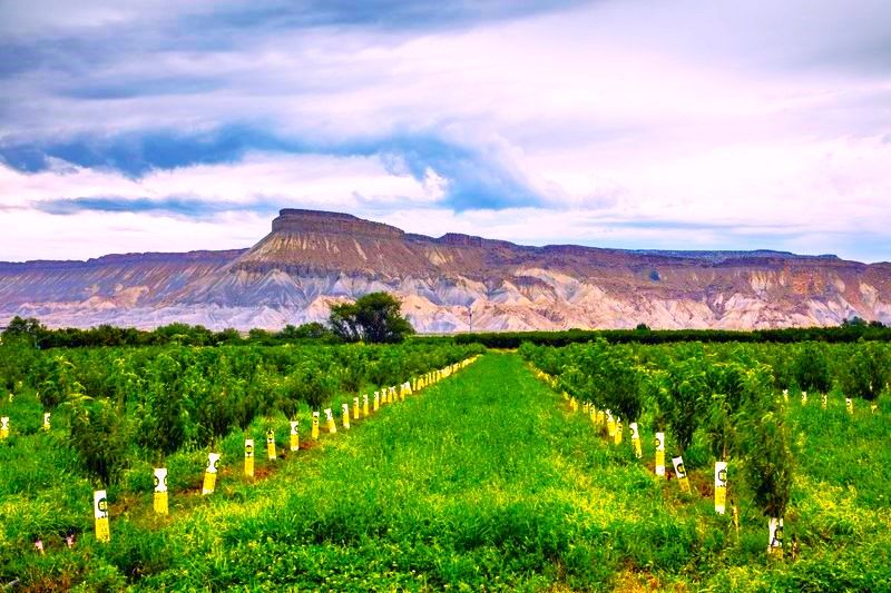 Vineyard in Palisade, Colorado