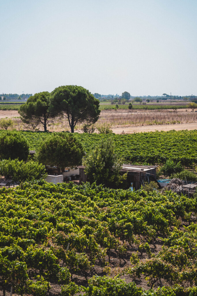 vineyard in puglia
