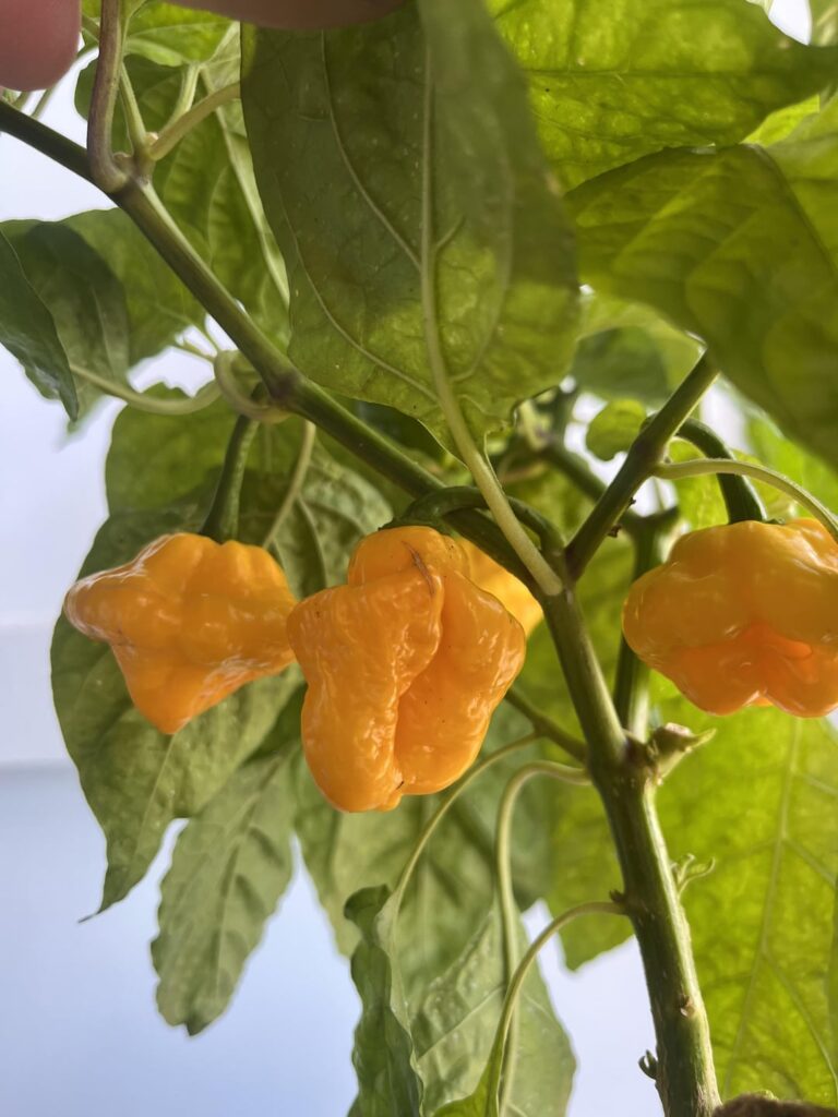 Scotch Bonnet Harvest