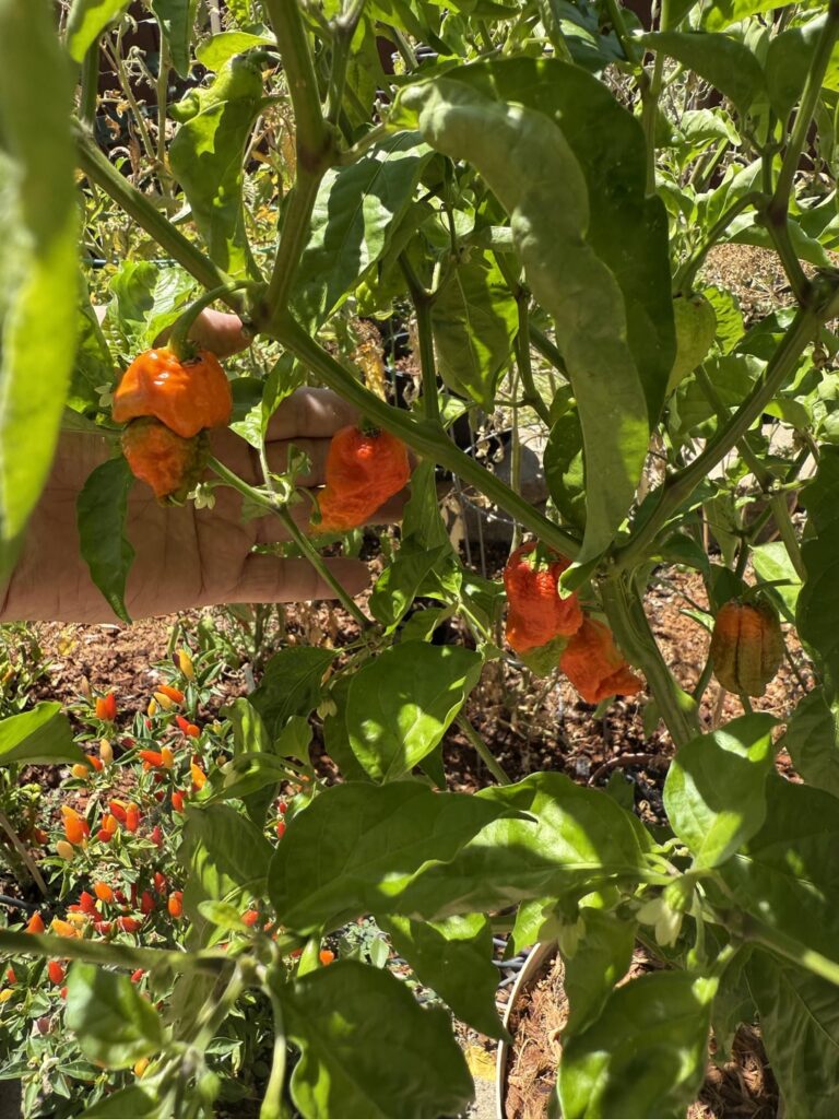 Apocalypse scorpion: anyone growing these?