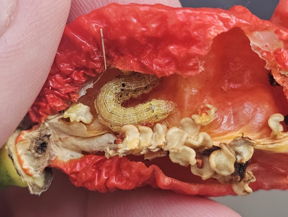 I hope this little douche got heartburn lol