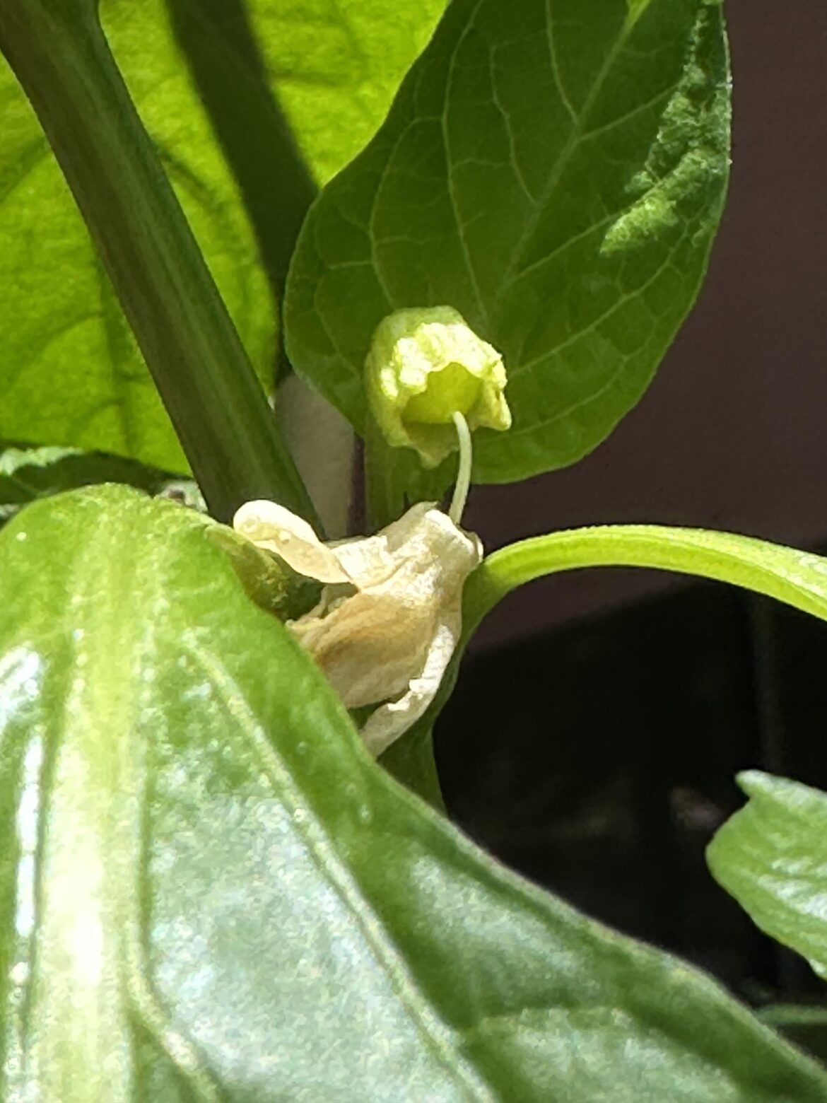 My first ever banana pepper is growing