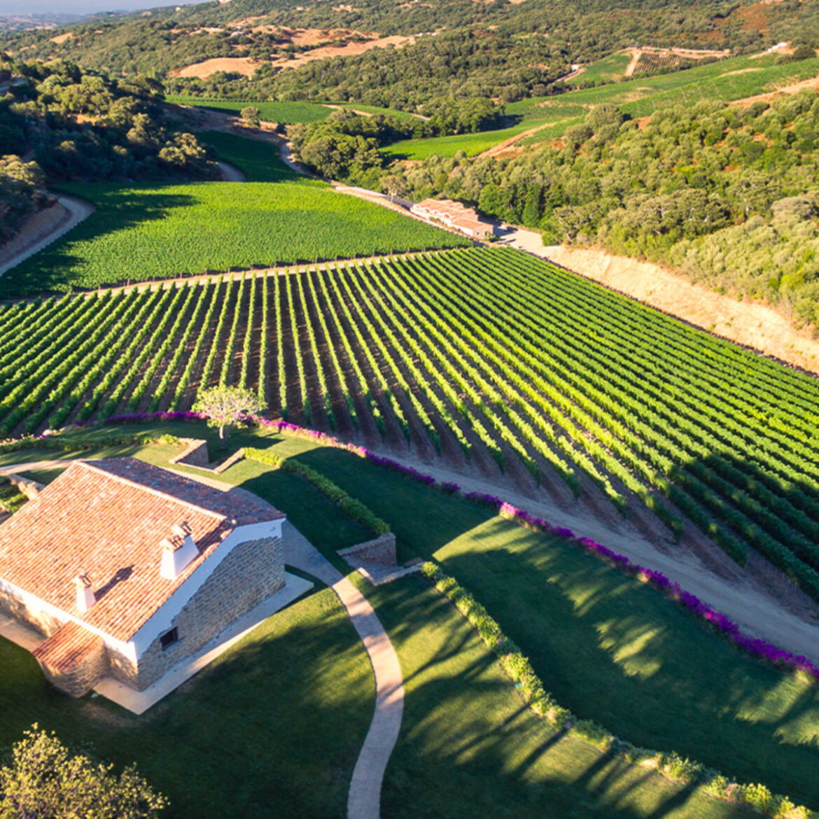 three Platinum medals at Decanter World Wine Awards 2025 three Platinum medals at Decanter World Wine Awards 2025