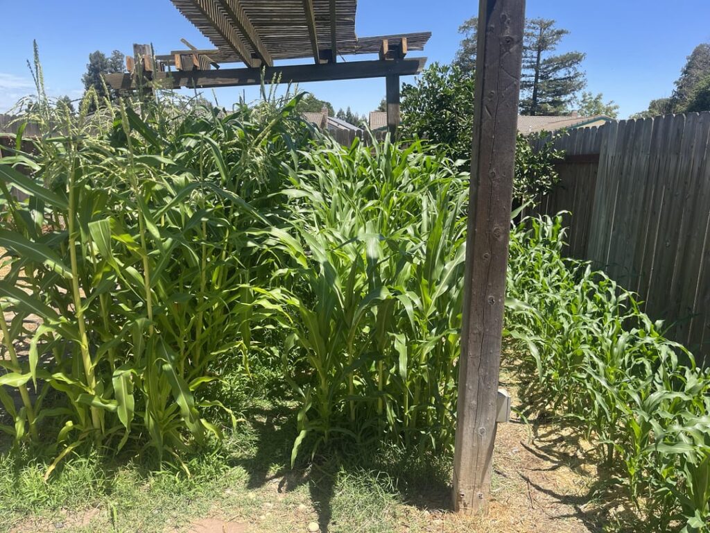 When You Have More Enthusiasm Than Sense