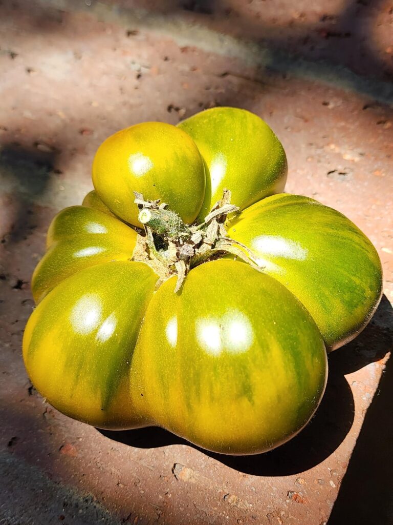 What kind of tomato is this? It’s SO GOOD What kind of tomato is this? It's SO GOOD