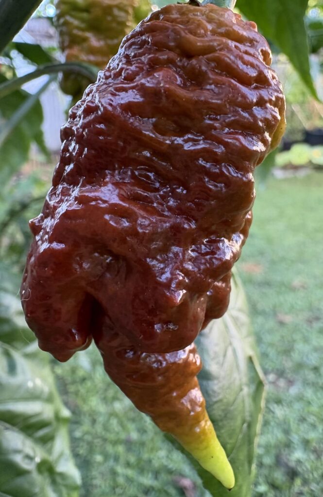 Tiberius Mauler Caramel