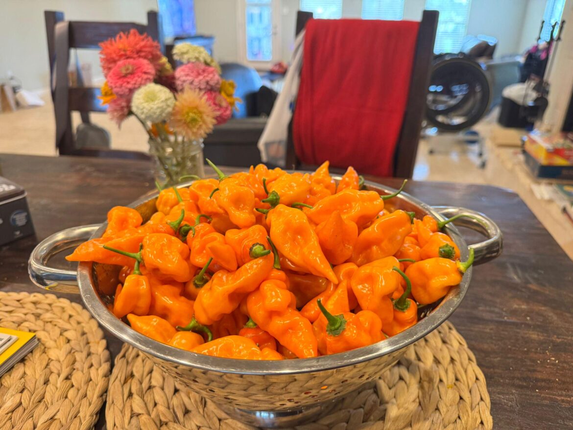 Huge flush of habanadas. I had almost given up on this plant two months ago.