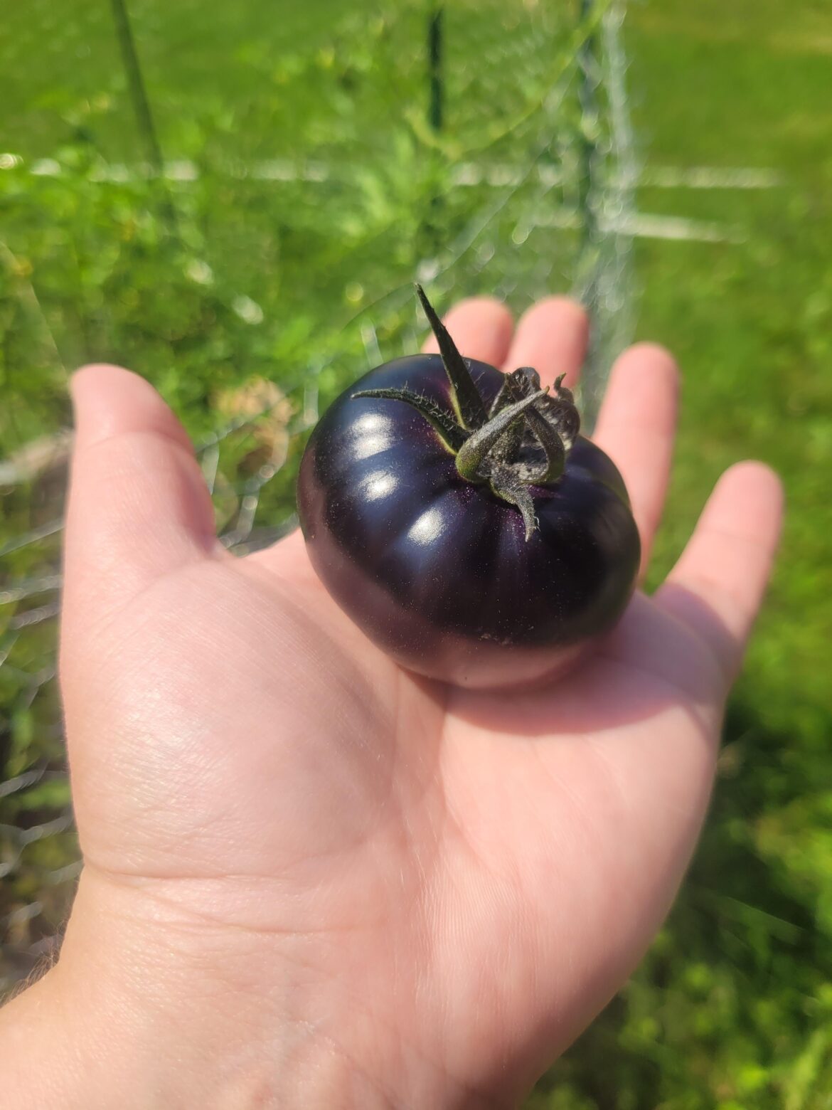 From seed and in spite of many mishaps along the way, I present to you my bountiful crop.