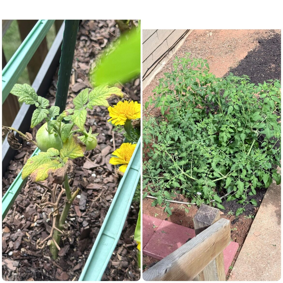 The tomatoes I lovingly planted versus the random volunteer tomatoes I haphazardly transplanted.