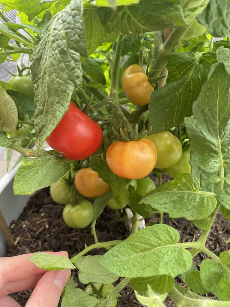 First ‘’cherry’’ tomato harvested!