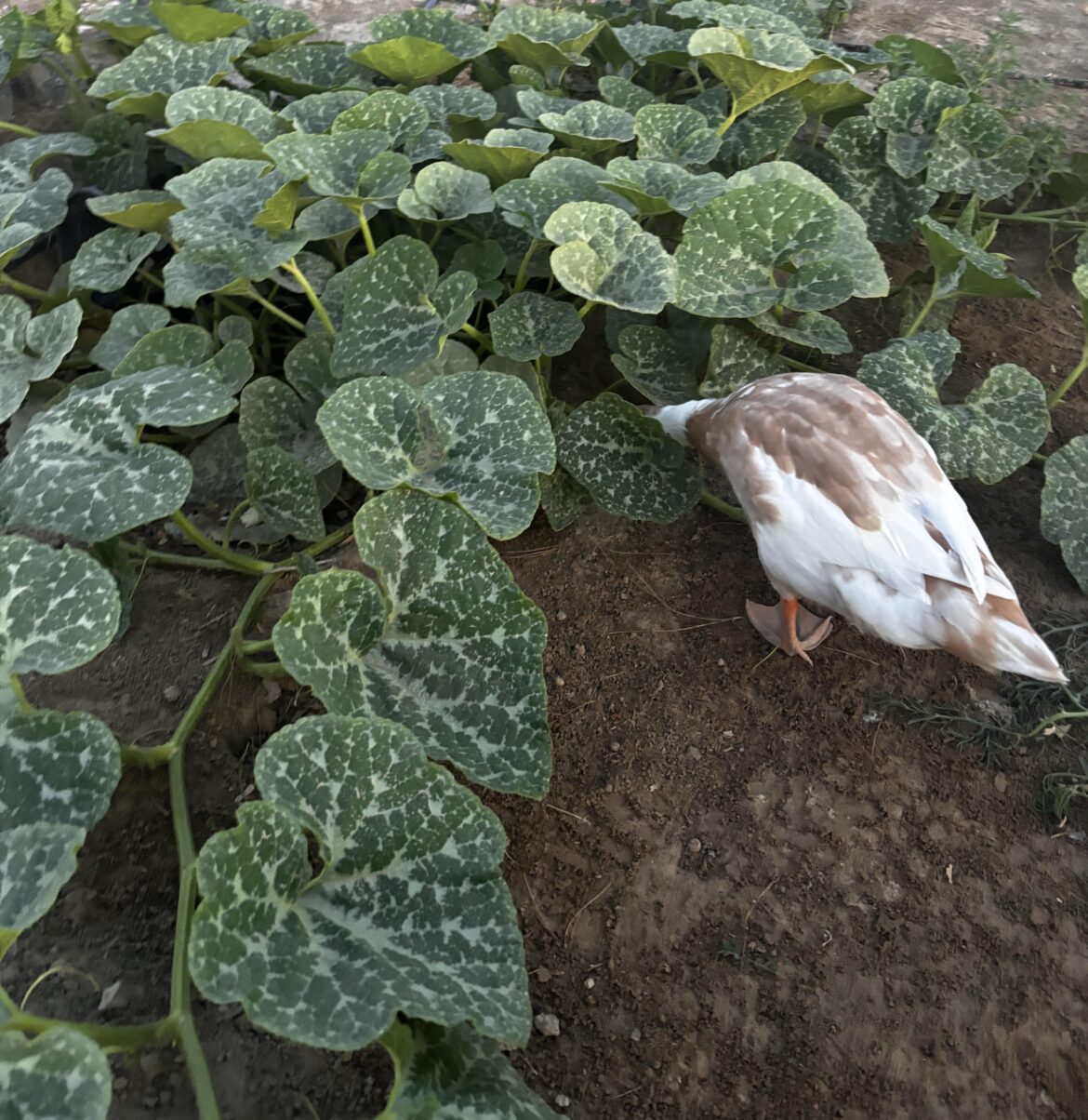 May Ethel find all of the squash bugs. Amen.