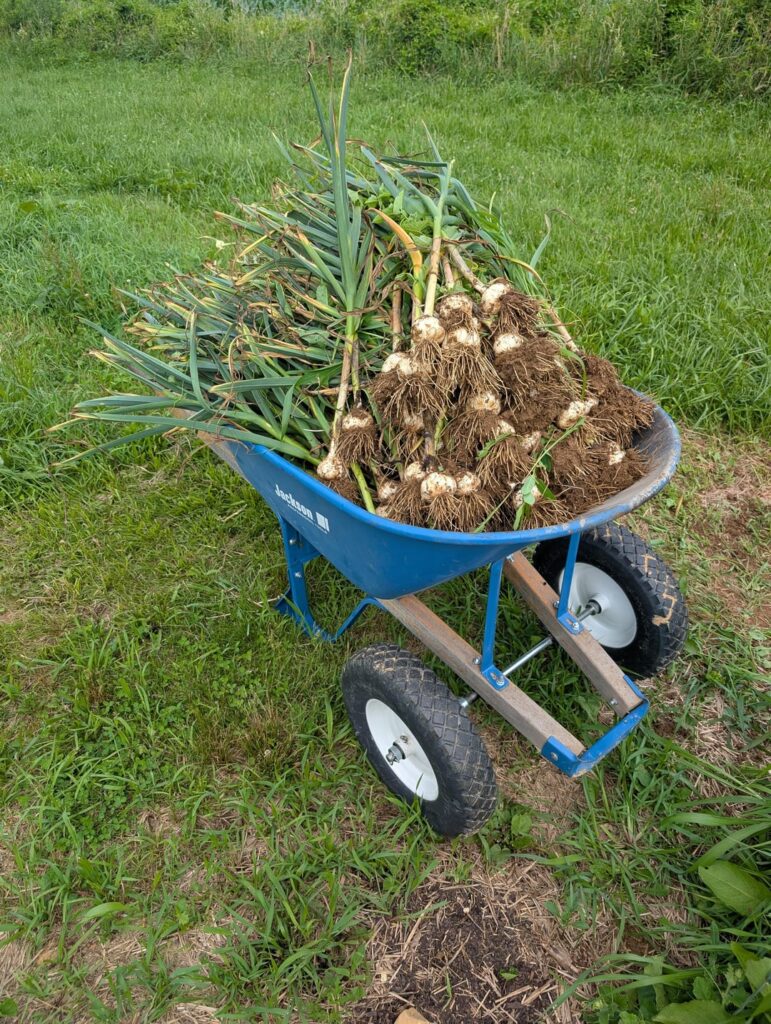 Wife ran out of garlic last year. It won’t happen again. Wife ran out of garlic last year. It won't happen again.