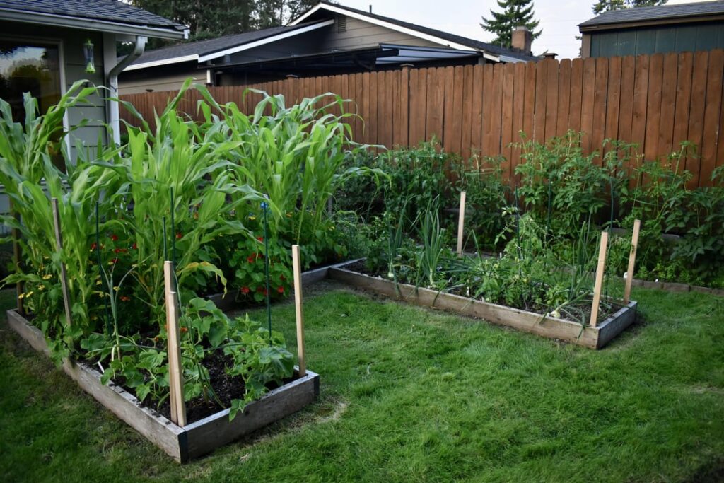 I've been jealous of some of you warm climate people for months, but now my pacific nw garden is growing well! I'm very happy!