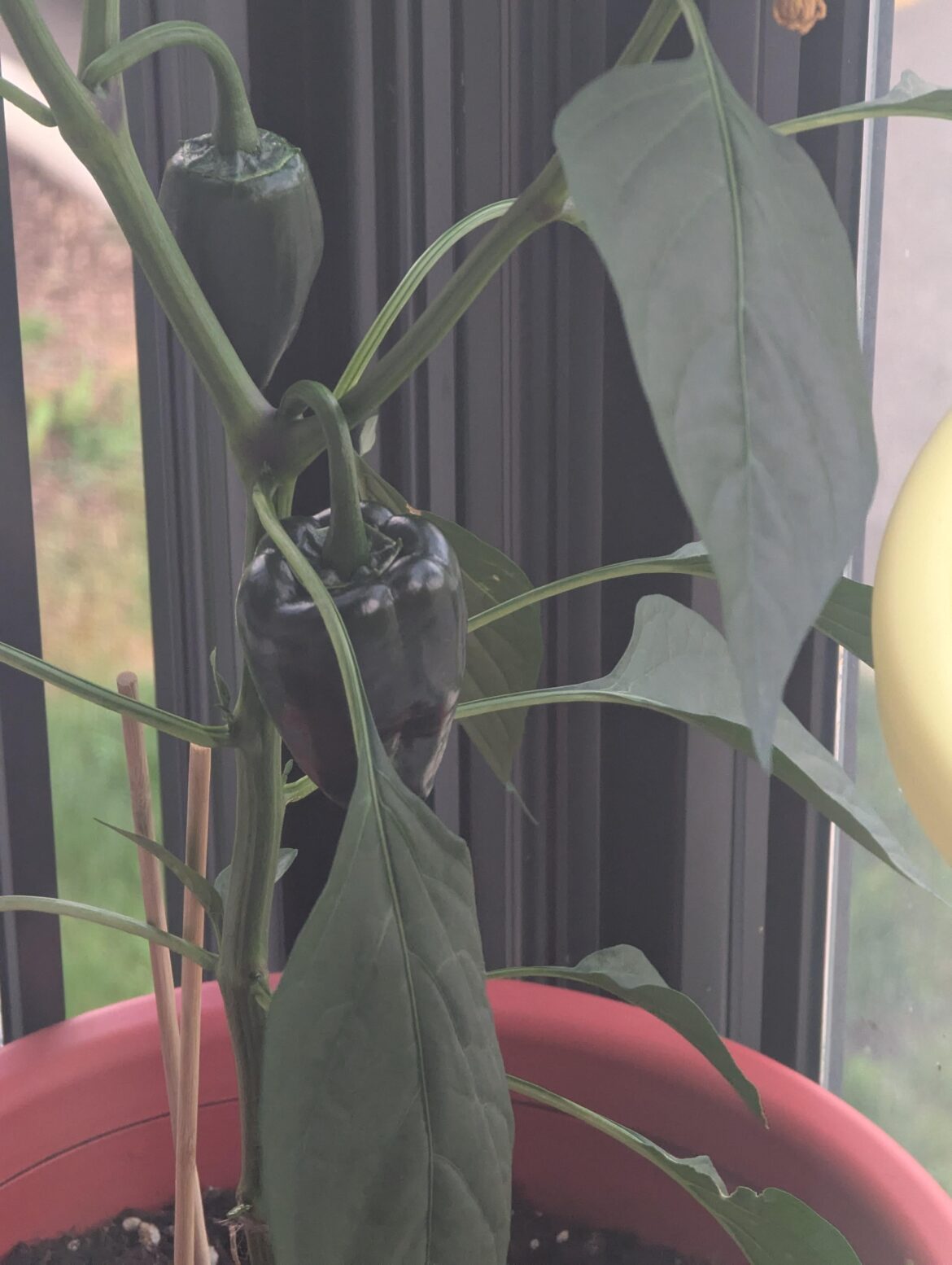 Should I harvest the big one or wait?