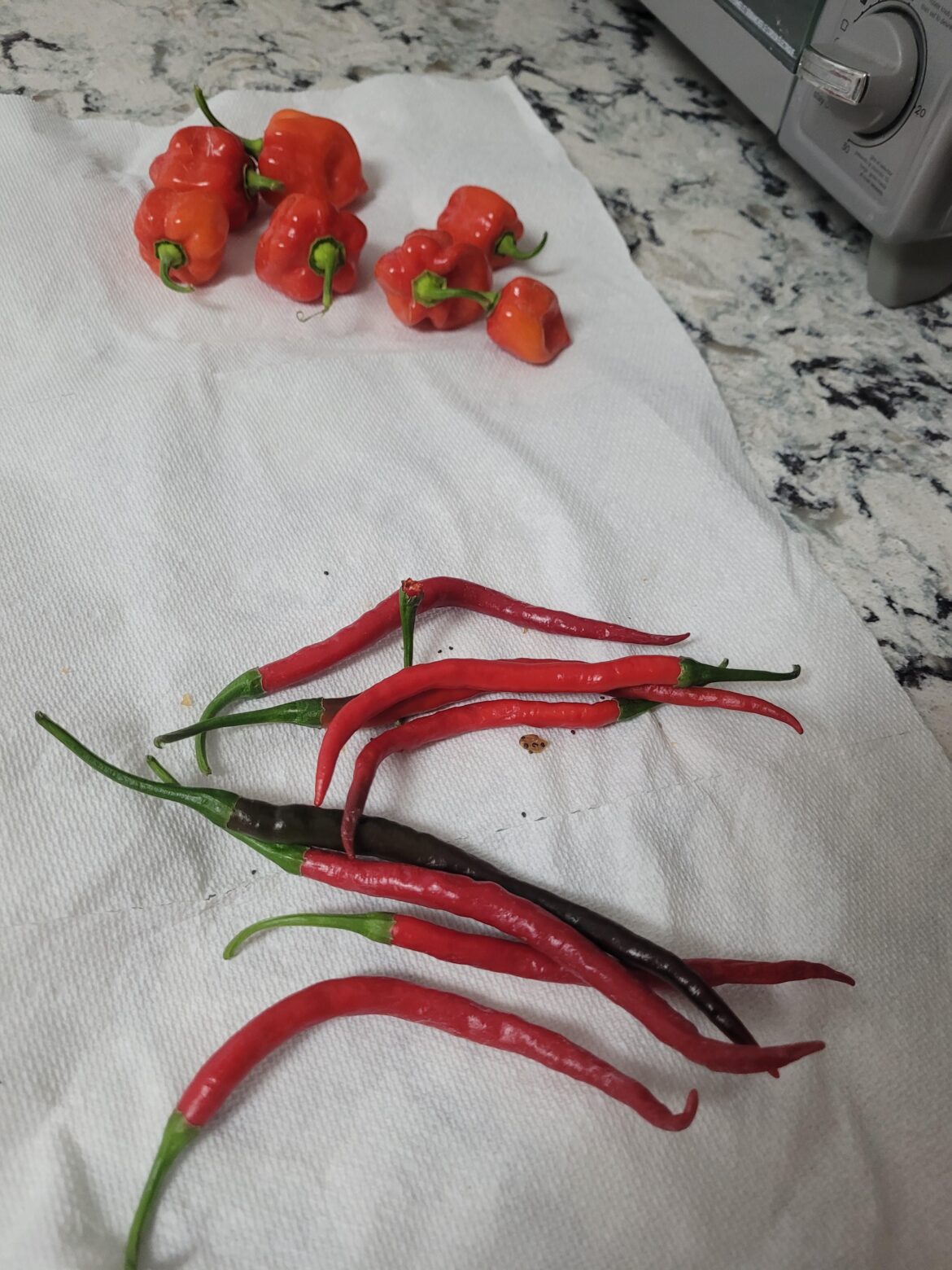 Today's harvest.