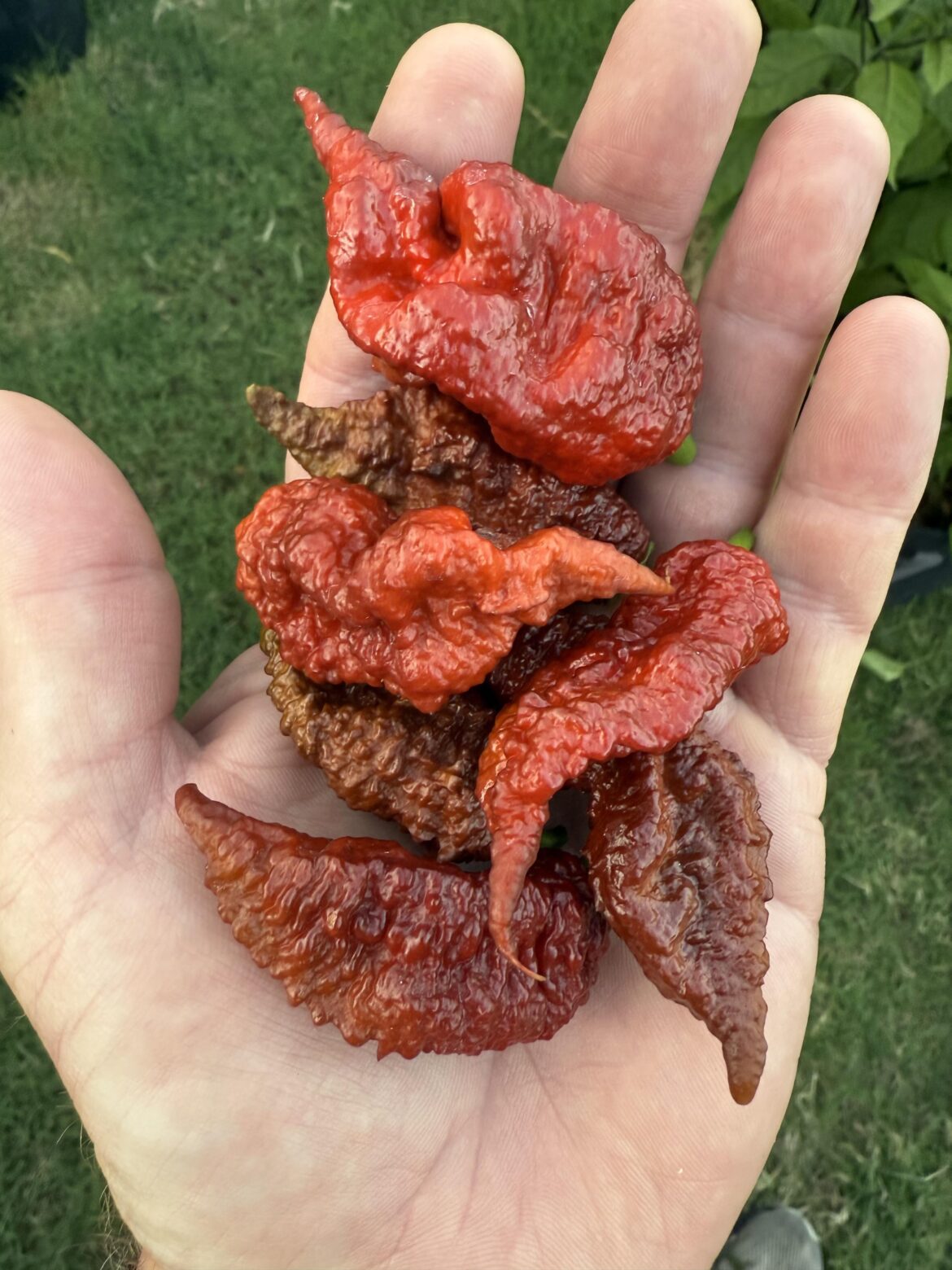 Another handful of murder pods.