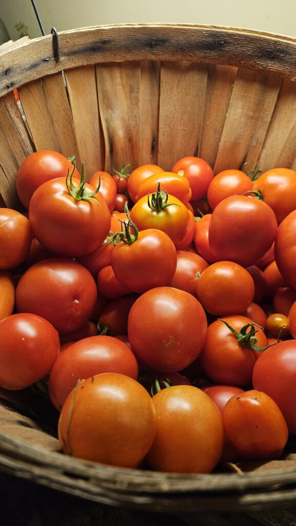 Fresh tomatoes, ok lets do the thing.