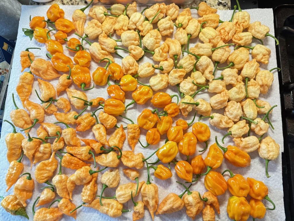 First batch from overwintered plants