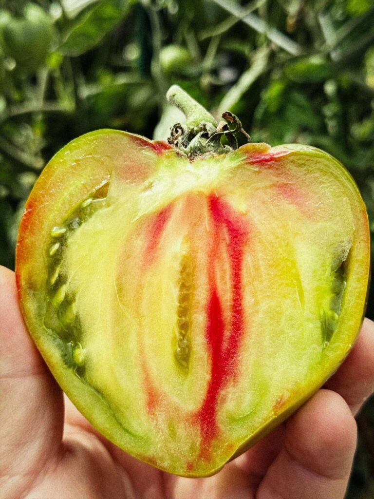 Taiga from Karen Olivier. One of the best tomatoes I’ve ever grown. Tastes even better than it looks.