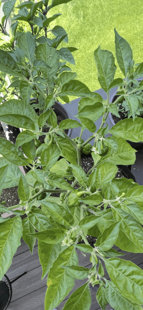 Orange habanero lots of pods Orange habanero lots of pods